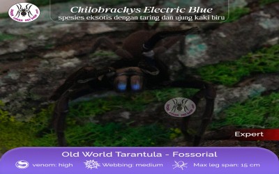 Chilobrachys Electric Blue/ CHILOBRACHYS NATANICHARUM JUVIE Tarantula